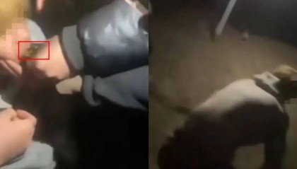 16岁男生遭多人欺辱殴打，被逼爬行学狗叫，甘肃警方回应