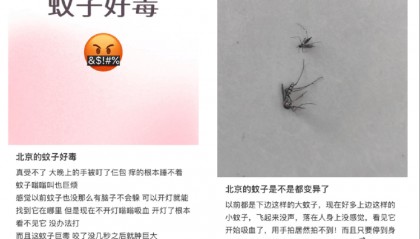 全球“最毒”的蚊子，为何批量北上