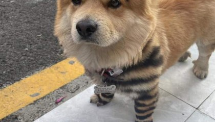 从来没见过老虎的狗，为什么一见老虎就被“吓尿”？