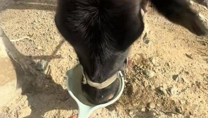 长沙00后小伙在新疆“找矿”，却因喂牛视频走红，当事人：每天见的牛羊比人还多