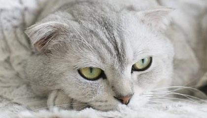 证券代码:600076 证券简称:康欣新材 公告编号:2025-014