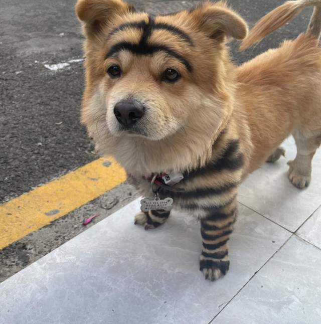 从来没见过老虎的狗，为什么一见老虎就被“吓尿”？