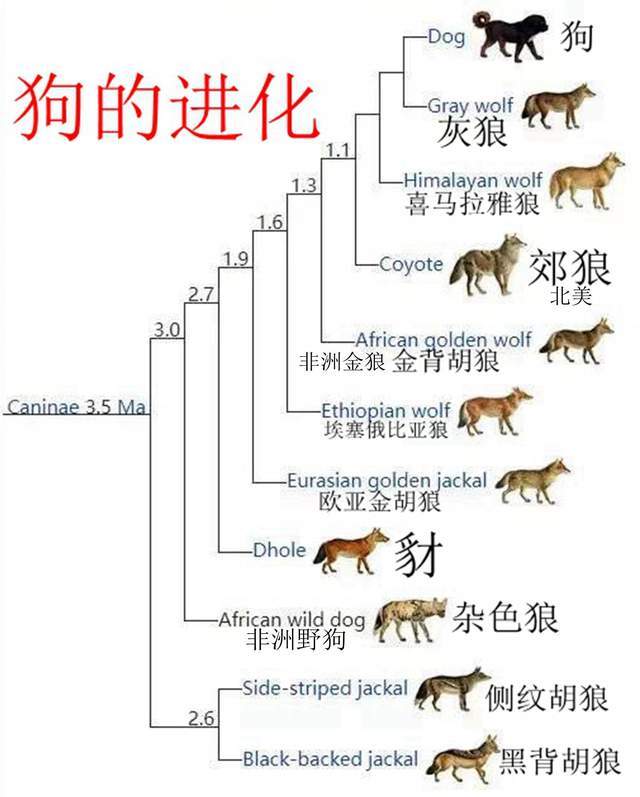 从来没见过老虎的狗，为什么一见老虎就被“吓尿”？