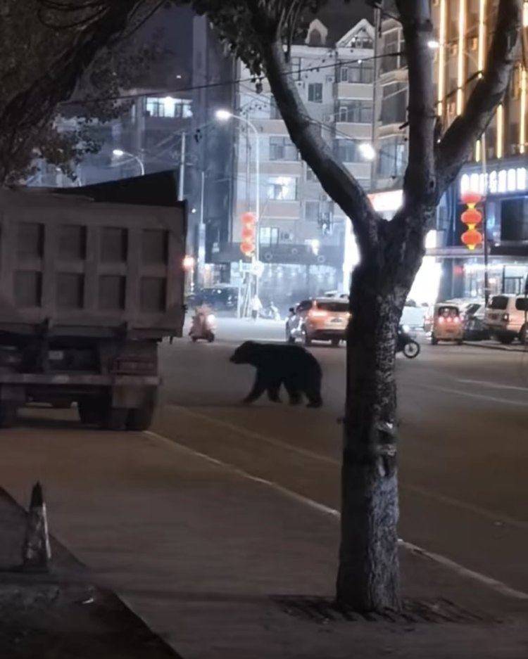 黑熊闯闹市被击毙,为何不用麻醉枪?专家回应